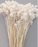 Хилл Флауэрс Bleached пучок 1шт