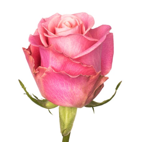 Роза Esperanza Rosas Hermosa дл.50 25шт