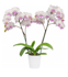 Орхидея Фален. Брама 1ст d12 h50-60 10шт