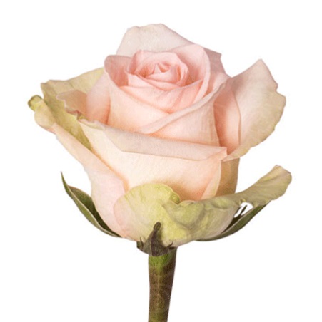 Роза Floristica Ecuador Tiffany дл.50 25шт