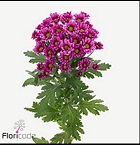 Хризантема сантини Madiba Aswad Purple дл.55 25шт