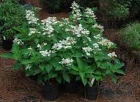 Гортензия (Hydrangea) метельчатая Дарума d9 18шт