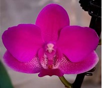 Орхидея Фален. Пурпур 1 ст d12 h50 10шт