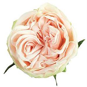 Роза Parose Garden Spirit дл.60 25шт