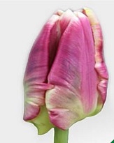 Тюльпан Cracker Parrot 50шт