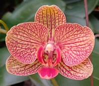 Орхидея Фален. Игритт 1 так d11 h50 6шт