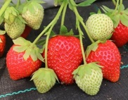 Земляника Ания (кассета 6шт) 1шт