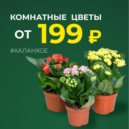 Огромный выбор комнатных цветов в Гринвилль. Весь октябрь акция! Каланхое, спатифиллум, комнатная хризантема от 199 ₽. Огромный выбор комнатных цветов в Гринвилль. Весь октябрь акция! Каланхое, спатифиллум, комнатная хризантема от 199 ₽.