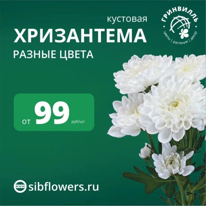 Хризантема по 99 руб