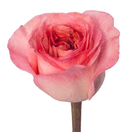 Роза Adriflor Pink Xpresion дл.60 25шт