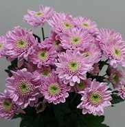 Хризантема кустовая Optimist Zentoo 5шт