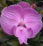 Орхидея Фален. Марго 1ст d12 h60-70 10шт