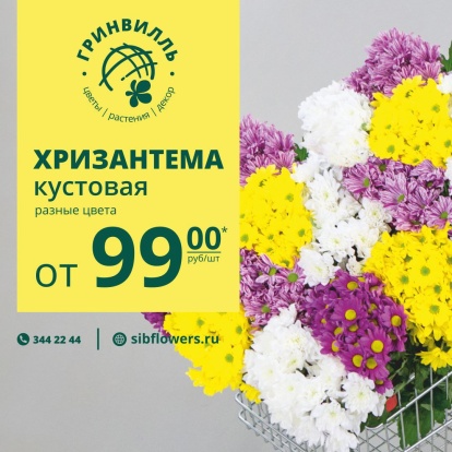 Акция! Хризантема кустовая от 99 руб/опт! Акция! Хризантема кустовая от 99 руб/опт!