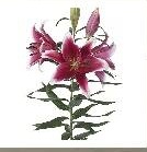 Лилия or. King Solomon 2+ дл.50 10шт