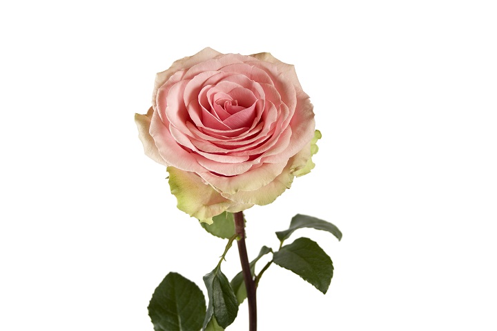 Роза Paramo Roses Geraldine дл.60 25шт