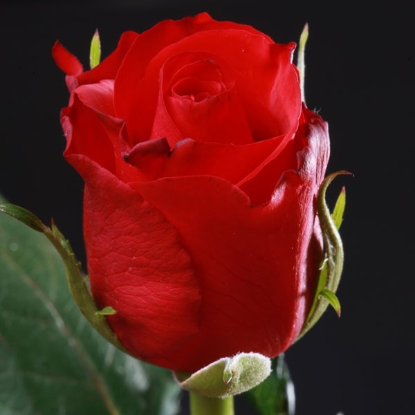 Роза Red Calypso дл.50 10шт