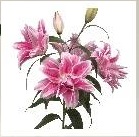 Лилия Dbl Roselily Isabella 10 дл.65 10шт