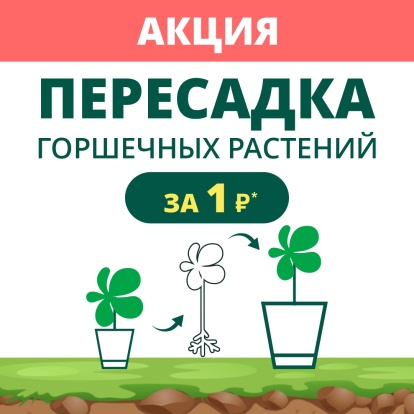 Акция! Пересадка растений за 1 рубль!