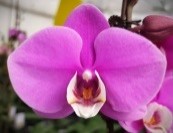 Орхидея Фален. Лолита 1ст d12 h50-60 10шт