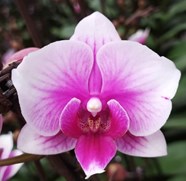Орхидея Фален. Шармель 1 ст d10 h40 10шт