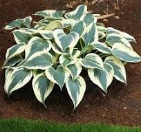 Хоста (Hosta) Фирн Лайн d9 18шт