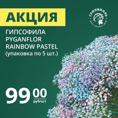 Гипсофила по 99 рублей