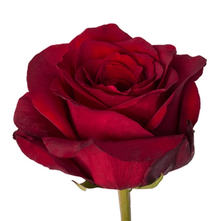 Роза Art Roses Explorer дл.60 25шт