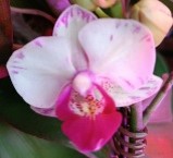 Орхидея Фален. Фульгор 2ст d12 h35-45 10шт