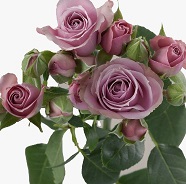 Роза кустовая Lavender Irischka дл.70 10шт