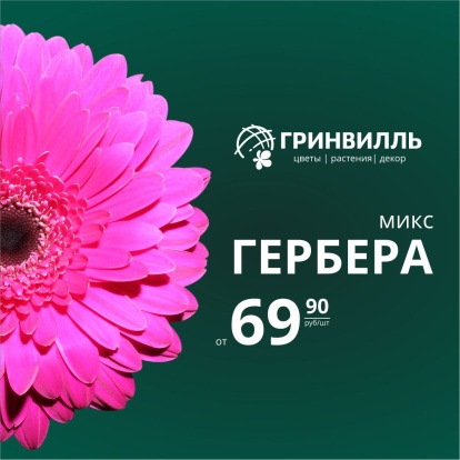 Гербера 69.90