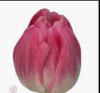 Тюльпан Do Voque 10шт