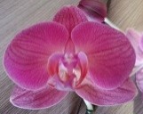 Орхидея Фален. Голдбрик 1ст d12 h65-75 10шт