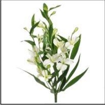 Альстромерия Florinca Alba 10шт