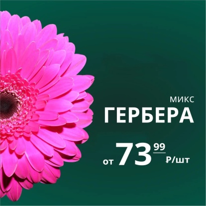 Гербера по 73.99