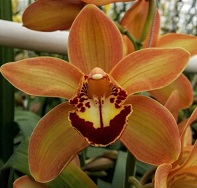 Орхидея Cymbidium Charly Brown дл.50 *12 1шт