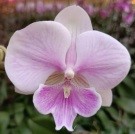 Орхидея Фален. Мэйджен 1ст d12 h55-65 10шт