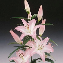 Лилия or. Willeke Alberti 4/5+ 10шт