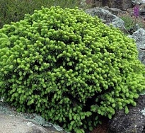 Ель (Picea) канадская Эхиниформис 2л h15-20 1шт