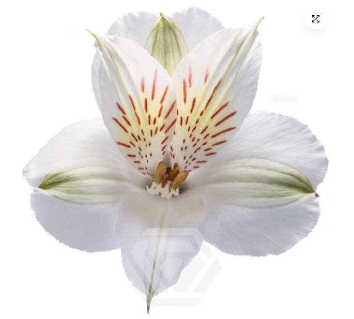 Альстромерия Tessa Whistler дл.60 10шт