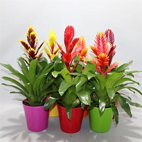 Вриезия Коко микс (керамика) d12 h40 6шт