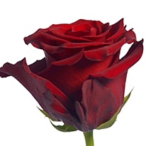 Роза Fl Del Hacienda Fortune дл.50 25шт