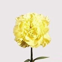 Гвоздика Liberty 20шт