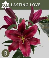 Лилия or. Lasting Love 4/5+ 10шт