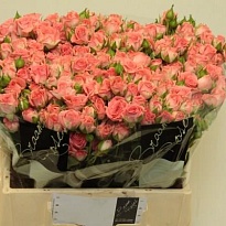 Роза кустовая Sylvana дл.40 10шт