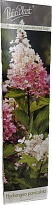 Гортензия (Hydrangea) Паник. Пинк Леди d9 h40-50 12шт