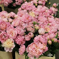 Пион Monsieur Jules Elie 5шт