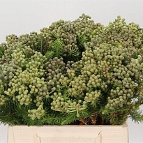 Бруния Green Palacea 10шт