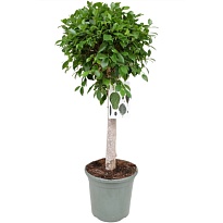 Фикус Нитида стем d31 h140 1шт