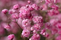 Гипсофила Tessa Roses S.a. Pink 1000gr 25шт