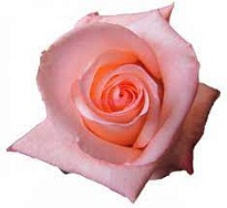 Роза Flor Hermosa Engagement дл.50 25шт